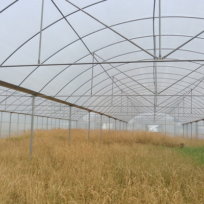 Plastic Film Greenhouse Multi Span Rain Shelter Greenhouse For Plum Growing