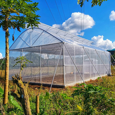 Gothique Tunnel Side Ventilation Tunnel Plastic Greenhouse With 2m Sliding Door