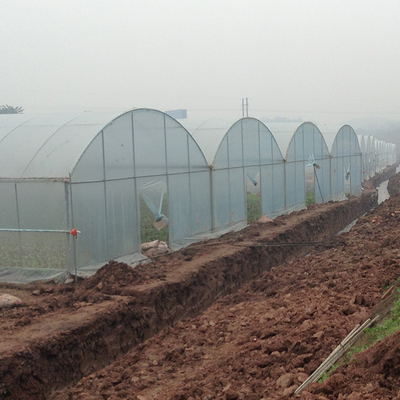 Multi Span Arch Plastic Film Greenhouse Tomato Strawberry Agricultural