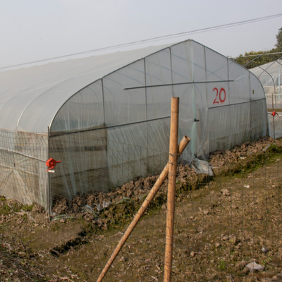 Tropical Single Span Plastic Shed Greenhouse Agriculture Tunnel Transparent