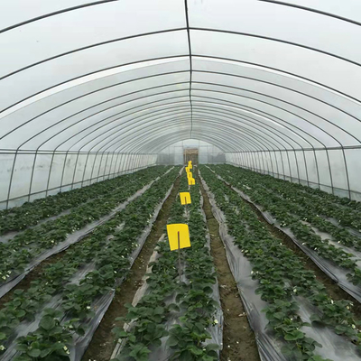 Plastic Film Low Tunnel Greenhouse Frame Single Span Tomato Cucumber Lettuce