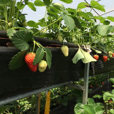 Plastic Film Low Tunnel Greenhouse Frame Single Span Tomato Cucumber Lettuce