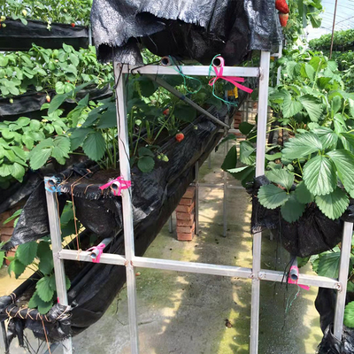 Plastic Film Low Tunnel Greenhouse Frame Single Span Tomato Cucumber Lettuce