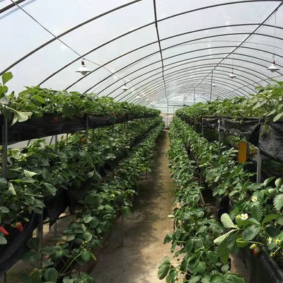 Plastic Film Low Tunnel Greenhouse Frame Single Span Tomato Cucumber Lettuce