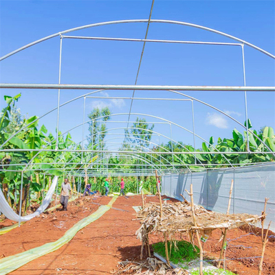 Hydroponic Metal Frame Tunnel Single Span Greenhouse Agriculture Farming Growing