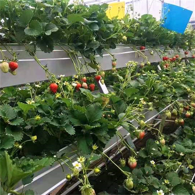 Strawberry Plant Greenhouse Poly Film Tunnel Arch Plastic Film