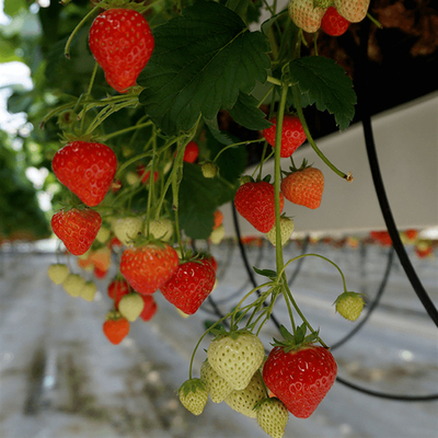 Strawberry Plant Greenhouse Poly Film Tunnel Arch Plastic Film