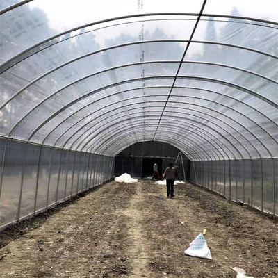 Single Span Plastic Tunnel Greenhouse Strawberry Hydroponic Growing System