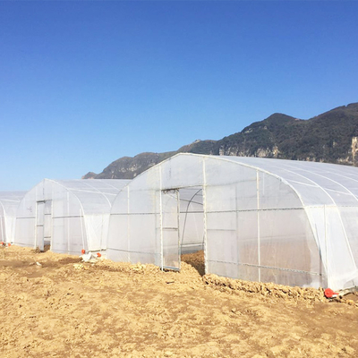 PE Film Growing Cabbage Agriculture Single-Span 10m Width Tunnel Plastic Greenhouse