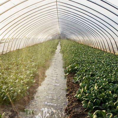 High Tunnel UV Resistant 100 150 200mic PE Plastic Sheeting Single-span Greenhouse