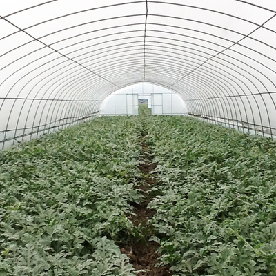 Flower Tunnel Plastic Greenhouse Vegetable Growing Single Span Greenhouse