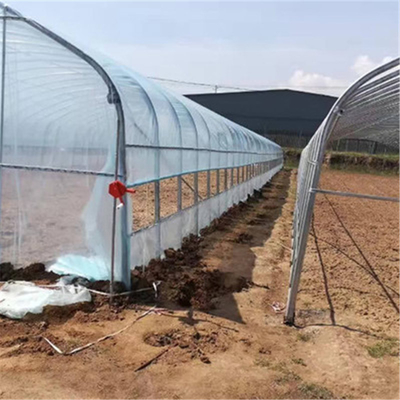 High Tunnel Vegetables Planting Single Span Vegetable Tunnel Plastic Film Greenhouse