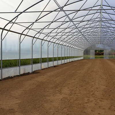 30m Length Single Span Plastic Sheeting Film Greenhouse For Tomato Cultivation