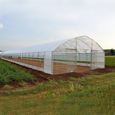 Tomato Poly Greenhouse Agricultural For Drip Irrigation Equipment