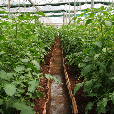 Side Ventilation System Agricultural Tomato Plastic Tunnel Greenhouse Single Span