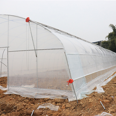 Sample Tunnel Plastic Greenhouse / Plastic Vegetable Single Span Greenhouse