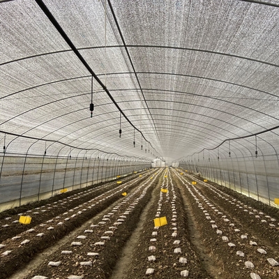 Double Layer Single Span Greenhouse Black Mesh Mushroom Cultivation In Greenhouses