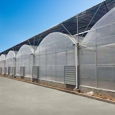 200 Micron PE Film Multi Span Greenhouse Structure / Polyethylene Foil Greenhouse