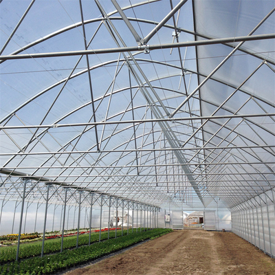 Tropical Roof Ventilation Strawberries Seedbed Nursery Multi Span Greenhouse