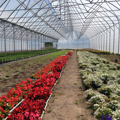 Tropical Roof Ventilation Strawberries Seedbed Nursery Multi Span Greenhouse