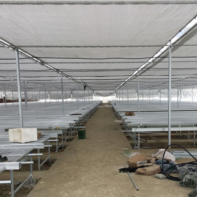Rolling Benches Seedling Nursery Multi Span Greenhouses Galvanized Steel