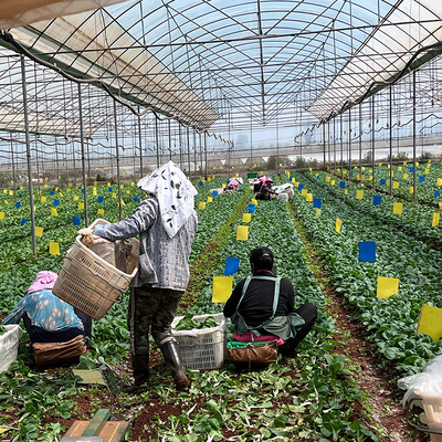 Plastic Film Multi Span Greenhouse Automated Controlled For Vegetables Growing