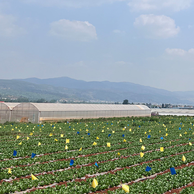 Plastic Film Multi Span Greenhouse Automated Controlled For Vegetables Growing