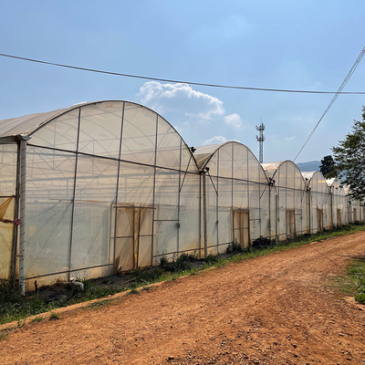 Plastic Film Multi Span Greenhouse Automated Controlled For Vegetables Growing