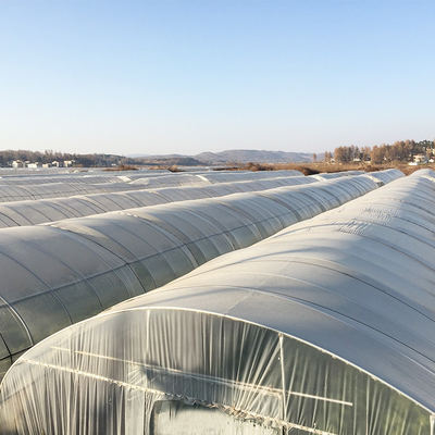 Tomato Plant Growth Tunnel Plastic Greenhouse Film Covering UV Treated