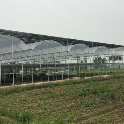 Prefabricated Tomatoes Tunnel Plastic Greenhouse / Film Multi Span Greenhouse