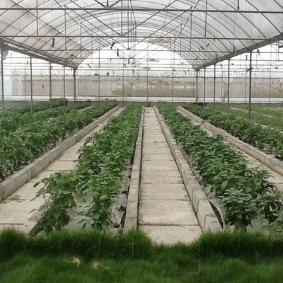 Wind Resistant Agriculture Plants Growing Hydroponic System Poly Film Multi Span Greenhouse